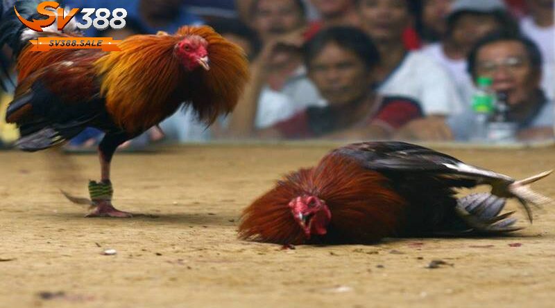 Nhà Cái SV388 SALE – Tường Thuật Đá Gà Trực Tiếp Hôm Nay
