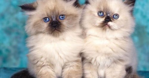 Con mèo số mấy? Mơ thấy mèo báo điềm tốt hay xấu?