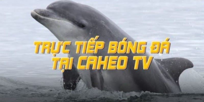 Caheo Live là gì?