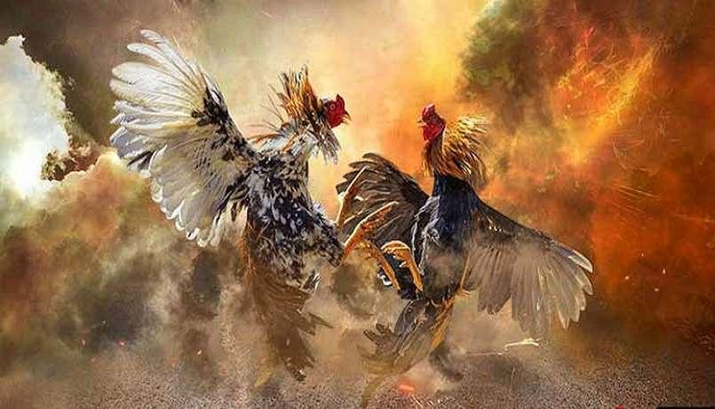  Nhiều kèo cược đá gà ngon