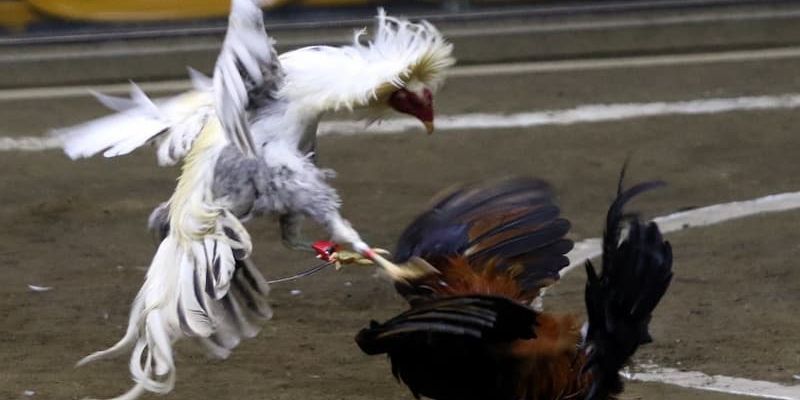 Kinh nghiệm cá cược đá gà siêu hay và thắng đậm