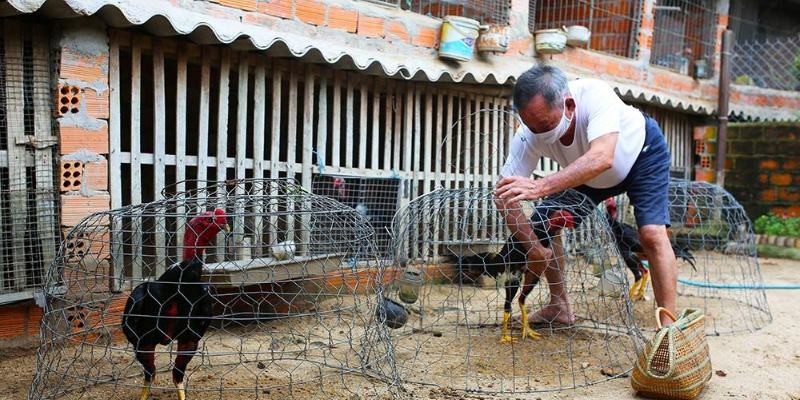 Cách nuôi để được giống chọi tốt nhất.