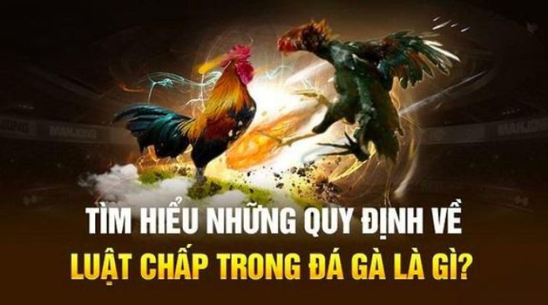 Luật Chấp Trong Đá Gà – Tất Tần Tật Về Luật Chấp Đá Gà