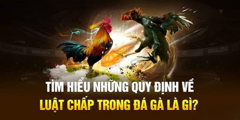 Luật chấp đá gà đơn giản