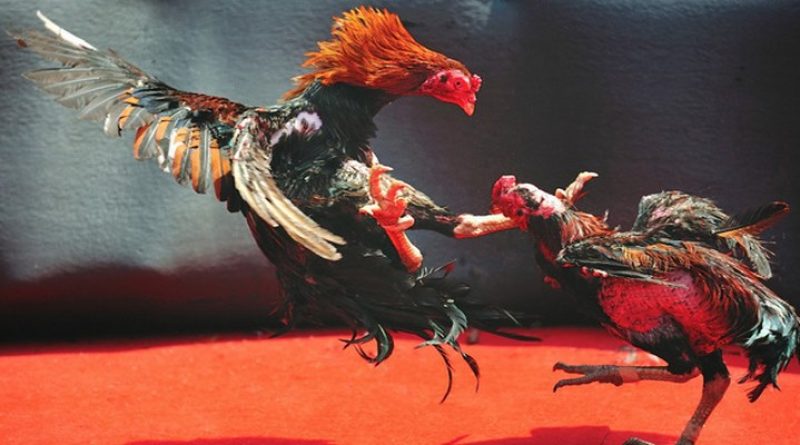 Đá Gà MB66 – Điểm Đến Lý Tưởng Cho Mọi Bet Thủ Mê Gà Đá Trực Tiếp