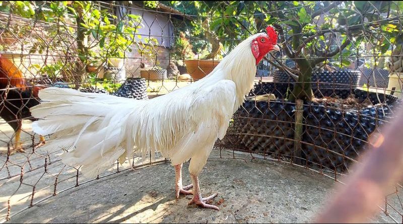 Gà màu gì đá hay nhất? Giải mã bí ẩn theo kinh nghiệm sư kê