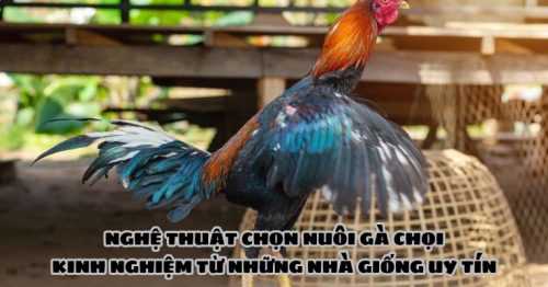 Nghệ thuật chọn nuôi gà chọi – Kinh nghiệm từ những nhà giống uy tín