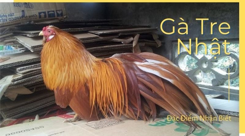 Gà tre Nhật – Chiến binh tí hon xứ Phù Tang