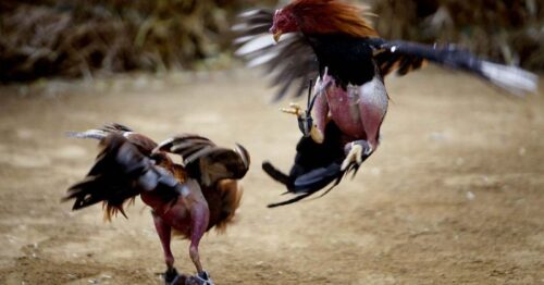 Đá gà cựa sắt ALO789 – Nơi vinh danh chiến kê và bản lĩnh kê thủ