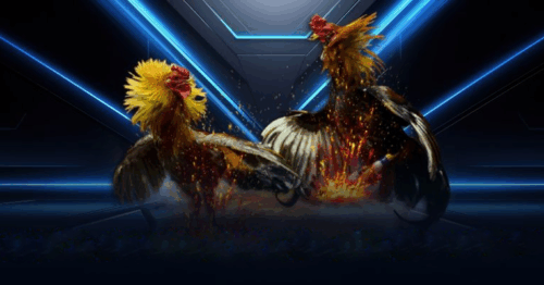 Nhận ngay ưu đãi hấp dẫn khi tham gia trò chơi đá gà thomo!